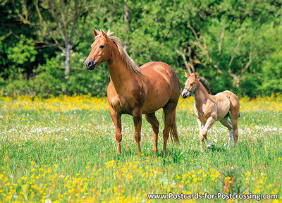 horse with foal postcard
