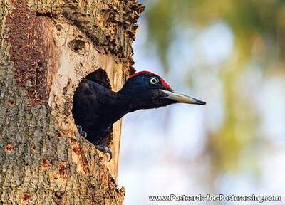 Black woodpecker postcard