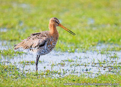 Black tailed godwit postcard