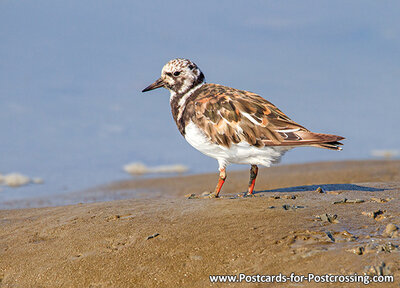 Ruddy turnstone postcard