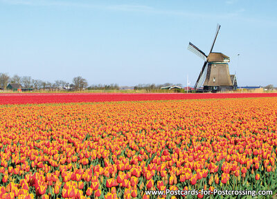 Mill with tulips postcard