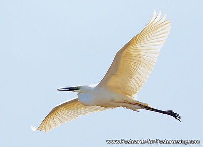 Great egret postcard