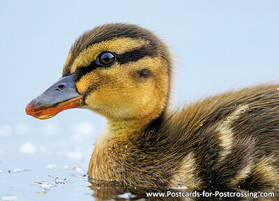 Young duckling bird postcard