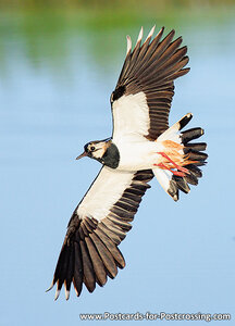 Northern lapwing postcard