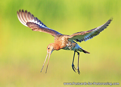 Black tailed godwit postcard