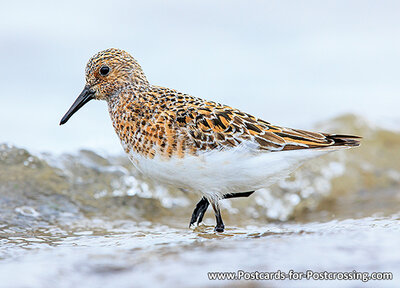 Sanderling postcard