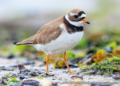 Common ringed plover postcard