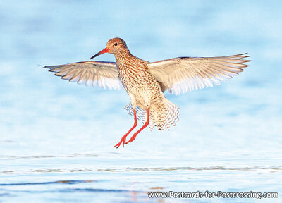 Common redshank postcard