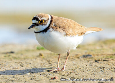 Little ringed plover postcard