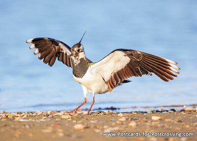 Northern lapwing postcard