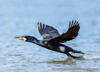 Great cormorant postcard