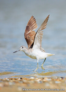 Common greenshank postcard