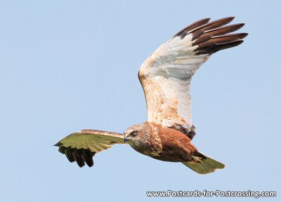 Western marsh harrier postcard