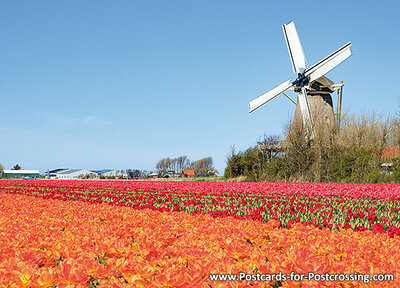 Mill with tulips postcard