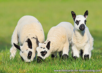 Kerry Hill sheep postcard