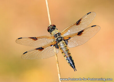 Four-spotted chaser postcard