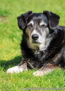 Dog in the grass postcard