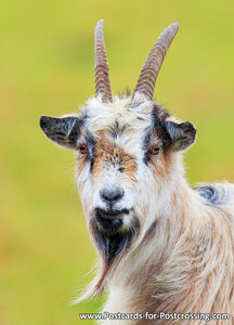 Dutch Landrace goat postcard