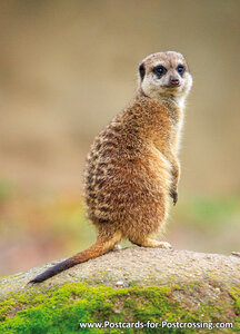 Meerkat postcard