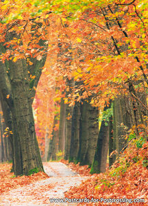 Autumn postcards - lane