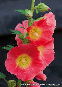 Hollyhock postcard