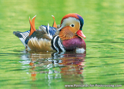 Mandarin duck postcard