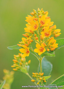 Yellow loosestrife postcard