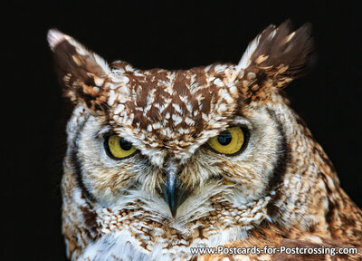 Great horned owl postcard