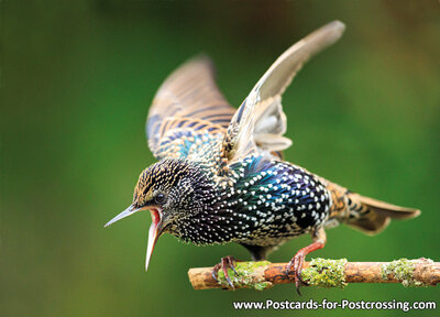 Common starling postcard