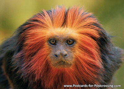 Golden lion tamarin postcard