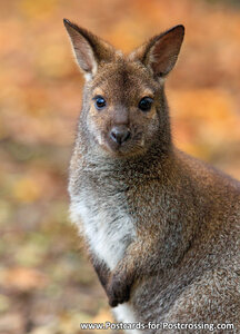 Red-necked wallaby postcard