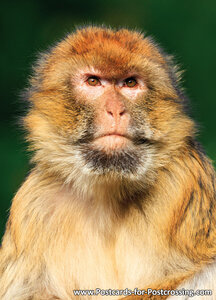 Barbary macaque postcard