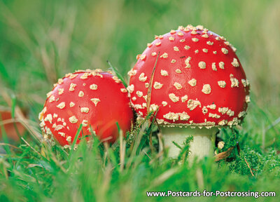 Fly agarics postcard