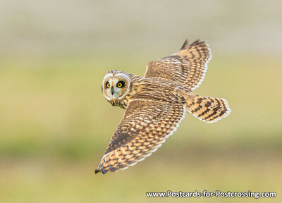 Short-eared owl postcard