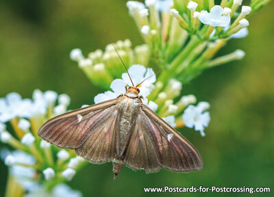 Box tree moth postcard