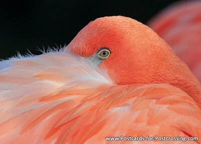 Flamingo postcard
