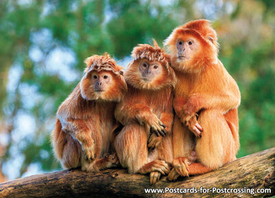 East Javan langur postcard