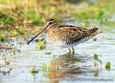 Common snipe postcard