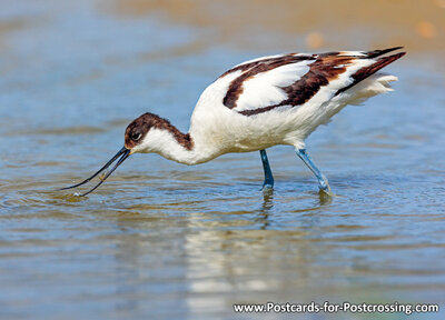 Pied avocet postcard