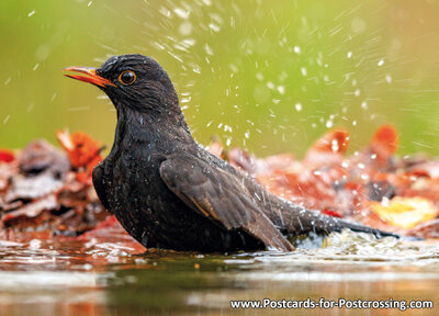 Common blackbird postcard