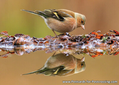 Common chaffinch postcard