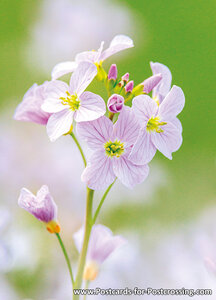 Cuckoo flower postcard