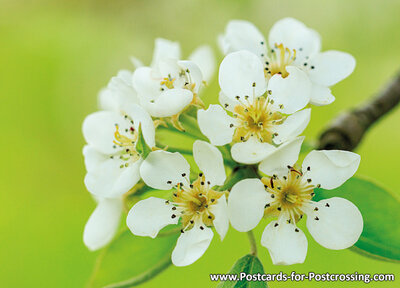 Blossom postcard