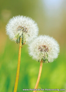 Faded dandelions postcard