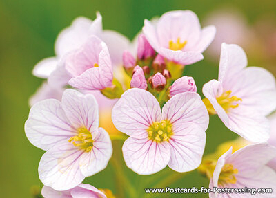 Cuckoo flower postcard