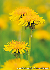 Dandelions postcard