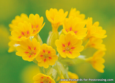 Common cowslip postcard