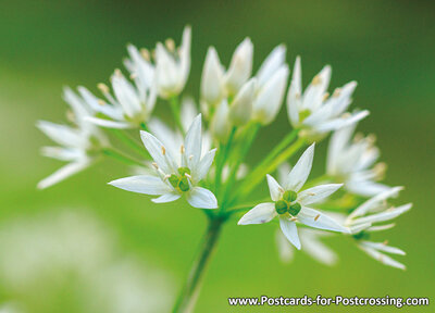 Wild garlic postcard