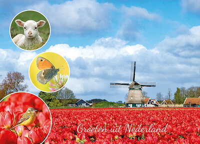 postcard groeten uit Nederland