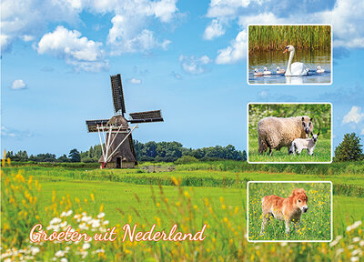 postcard groeten uit Nederland mill
